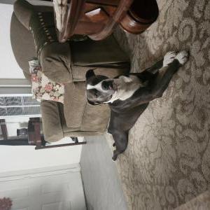 Lost Dog Brutus