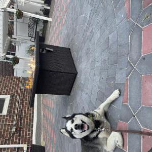 Lost Dog Wolf