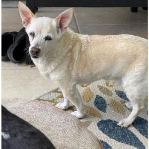 Image of Tucker, Lost Dog