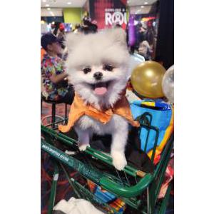 Image of Mr Frostie, Lost Dog