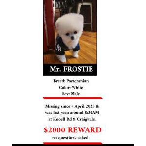 2nd Image of Mr Frostie, Lost Dog