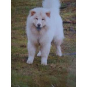 Lost Dog Simba