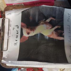 Image of Masiy, Lost Dog
