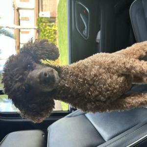 Image of Harlow, Lost Dog