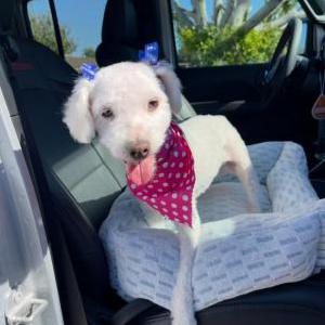 Image of Daisy, Lost Dog