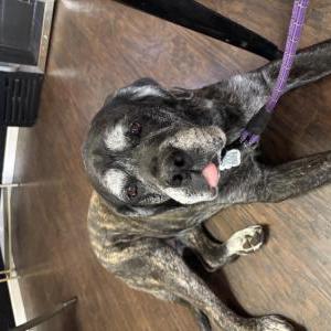 Image of Sally, Lost Dog