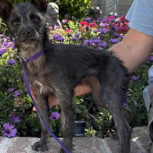 Found Dog Unknown