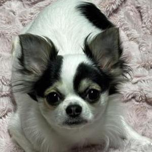 Image of Minnie, Lost Dog