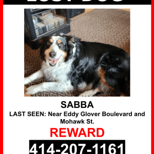 Lost Dog Sabba