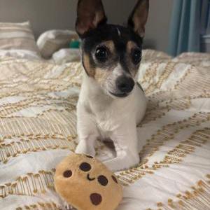 Image of Butter, Lost Dog