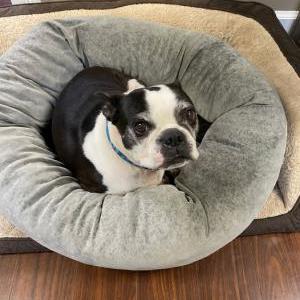 Image of Gizzie, Lost Dog