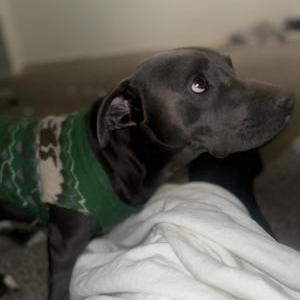 Image of Bully, Lost Dog