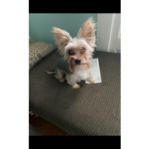 Lost Dog Alpha