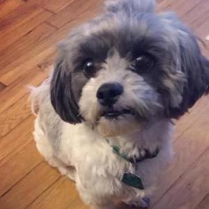 Lost Dog Jackson