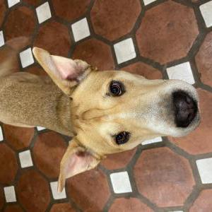 Image of Sunny, Lost Dog