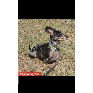 Image of Tatum, Lost Dog