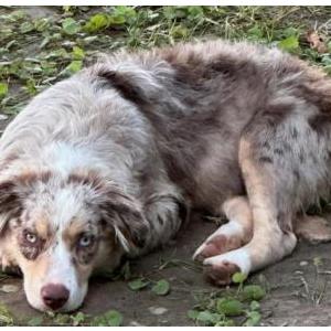 Lost Dog Ayoka