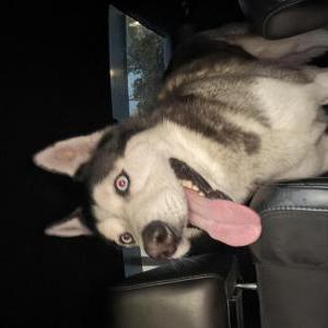 Found Dog Unknown