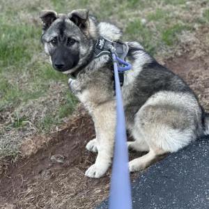 Image of Ace, Lost Dog