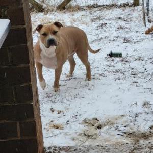 Image of Daisy, Lost Dog