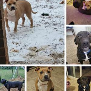 Image of Daisy and Chipper, Lost Dog