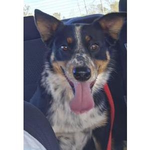 Image of Unknown, Found Dog