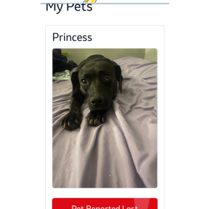 Image of Princess, Lost Dog