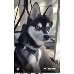 Lost Dog Roki
