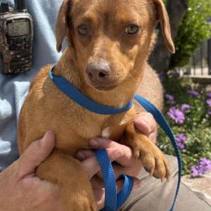 Found Dog Unknown