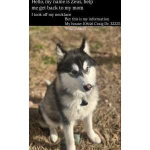 Image of Zeus, Lost Dog