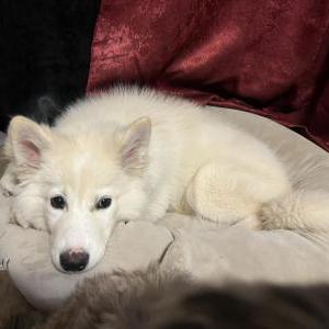 Image of Yukki, Lost Dog