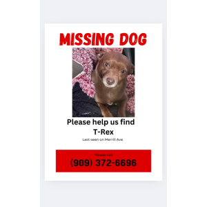 Image of T. rex, Lost Dog
