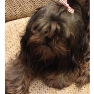 Image of Peppy, Lost Dog