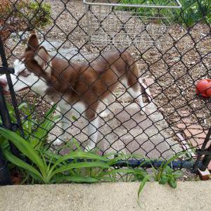 Image of Unknown, Found Dog