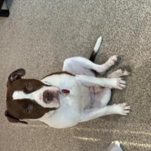 Image of Bear, Lost Dog