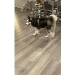 Lost Dog Zeus