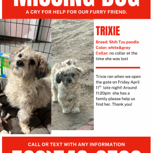 Lost Dog Trixie