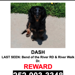 Image of Dash, Lost Dog