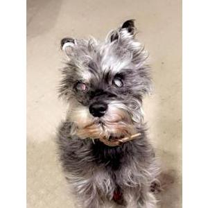 Image of Phantom, Lost Dog