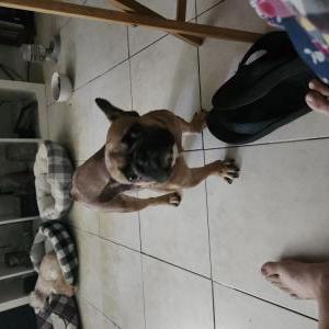 Image of Unknown, Found Dog
