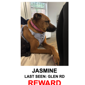 Image of Jasmine, Lost Dog