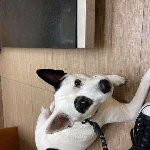 Lost Dog Max