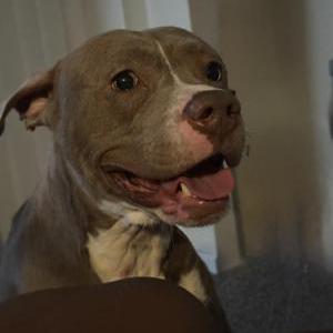 Image of Champ, Lost Dog