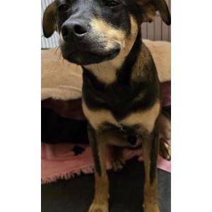 Found Dog unknown