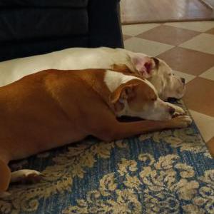 Image of Poll, Lost Dog