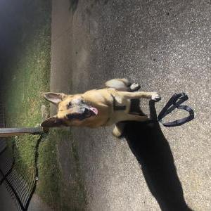 Image of Kirita, Lost Dog