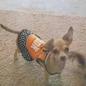 Image of Preciousa, Lost Dog