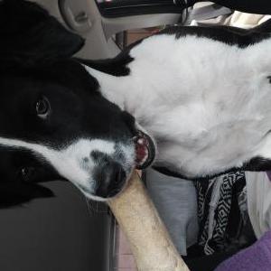 Image of xena, Lost Dog