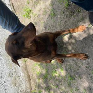 Found Dog Unknown