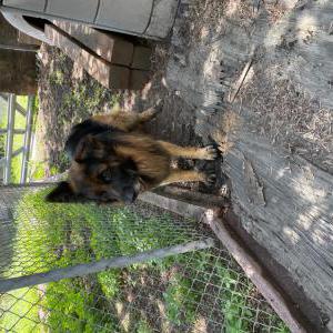Found Dog Unknown
